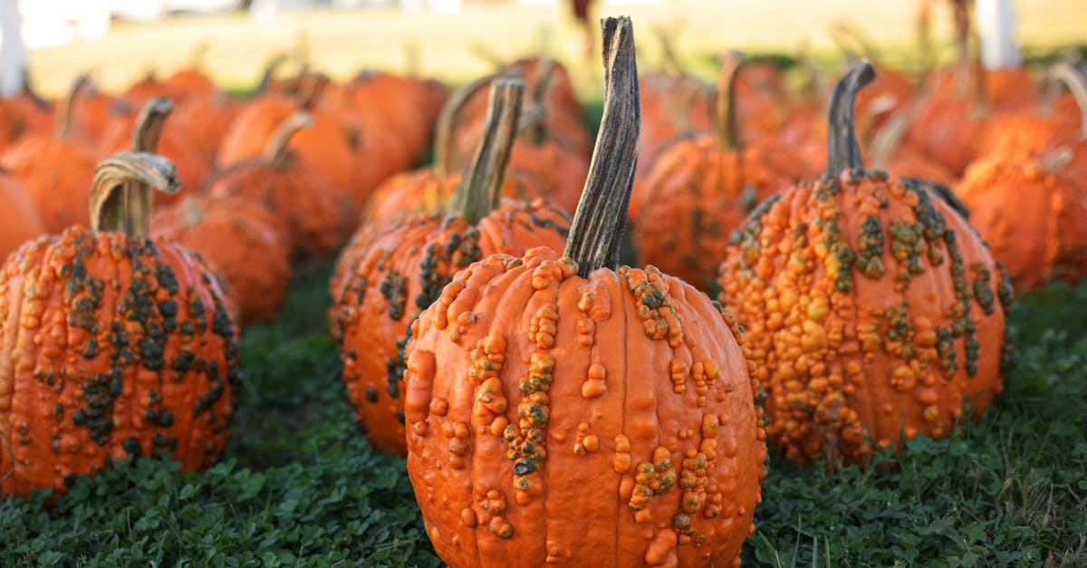 découvrez nos conseils pratiques pour le jardinage en octobre. apprenez à préparer votre jardin pour l'hiver, planter des fleurs de saison et entretenir vos cultures. profitez pleinement des dernières douceurs d'automne tout en planifiant le printemps à venir.