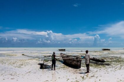 découvrez les bienfaits de l'herbe marine, une plante aquatique aux multiples vertus, idéale pour la biodiversité et souvent utilisée dans la décoration intérieure. apprenez-en plus sur son écosystème unique et ses applications durables.