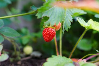 découvrez nos astuces et conseils de jardinage pour créer un espace extérieur magnifique et florissant. du choix des plantes à l'entretien du jardin, explorez notre guide complet pour tous les passionnés de jardinage.