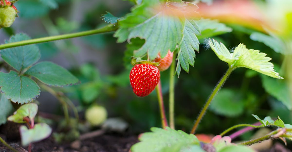 découvrez nos astuces et conseils de jardinage pour créer un espace extérieur magnifique et florissant. du choix des plantes à l'entretien du jardin, explorez notre guide complet pour tous les passionnés de jardinage.