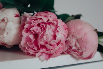 découvrez floralart, votre destination incontournable pour des créations florales uniques et inspirantes. plongez dans un monde de couleurs et de senteurs, où chaque arrangement est conçu avec passion et expertise pour embellir vos moments spéciaux.