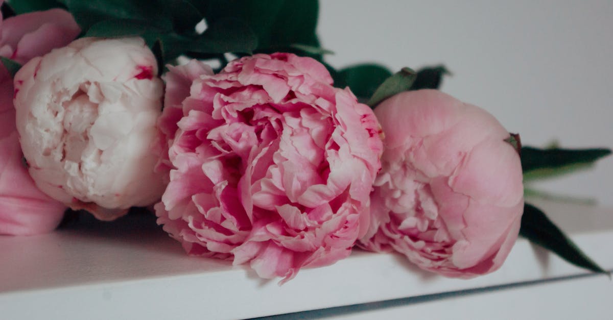 découvrez floralart, votre destination incontournable pour des créations florales uniques et inspirantes. plongez dans un monde de couleurs et de senteurs, où chaque arrangement est conçu avec passion et expertise pour embellir vos moments spéciaux.