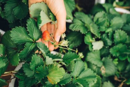 découvrez le concept de 'gardening leave', une période où un employé est dispensé de travailler tout en continuant à être rémunéré, souvent utilisée lors de résiliations de contrat. explorez ses implications légales et ses avantages pour les employeurs et les employés.