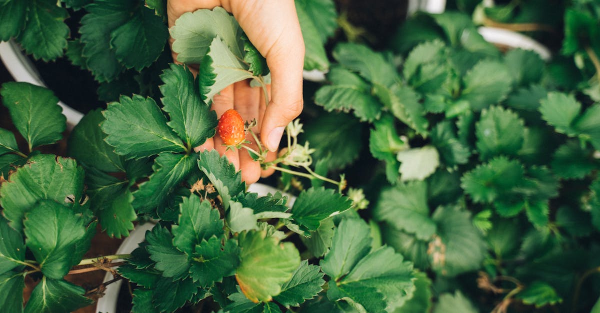 découvrez le concept de 'gardening leave', une période où un employé est dispensé de travailler tout en continuant à être rémunéré, souvent utilisée lors de résiliations de contrat. explorez ses implications légales et ses avantages pour les employeurs et les employés.