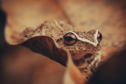 découvrez l'univers fascinant des créatures, où la magie, l'imaginaire et la biodiversité se rencontrent. plongez dans des récits captivants et explorez l'étonnante diversité des êtres vivants, réels ou fictifs, qui peuplent notre monde.