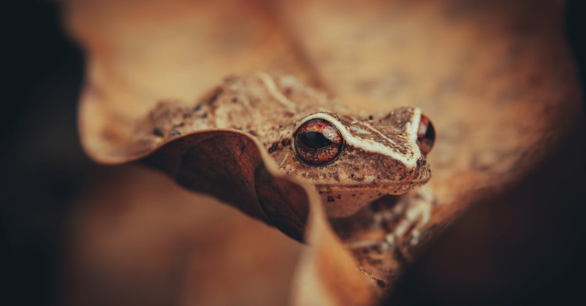 découvrez l'univers fascinant des créatures, où la magie, l'imaginaire et la biodiversité se rencontrent. plongez dans des récits captivants et explorez l'étonnante diversité des êtres vivants, réels ou fictifs, qui peuplent notre monde.