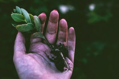 découvrez l'art du jardinage avec nos conseils et astuces pour cultiver votre jardin. apprenez à choisir les meilleures plantes, à entretenir vos espaces verts et à créer un environnement florissant qui embellira votre maison et votre quotidien.