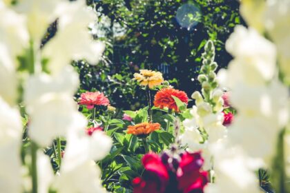 découvrez l'art du jardinage avec nos conseils pratiques, astuces et inspirations pour créer un jardin luxuriant et harmonieux. que vous soyez débutant ou passionné, trouvez ici toutes les informations dont vous avez besoin pour cultiver vos plantes et embellir votre espace extérieur.