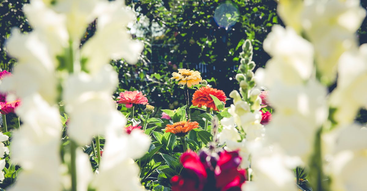découvrez l'art du jardinage avec nos conseils pratiques, astuces et inspirations pour créer un jardin luxuriant et harmonieux. que vous soyez débutant ou passionné, trouvez ici toutes les informations dont vous avez besoin pour cultiver vos plantes et embellir votre espace extérieur.