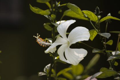 découvrez les bienfaits du jardinage naturel et apprenez à cultiver des plantes sans produits chimiques. transformez votre jardin en un écosystème durable et épanouissant grâce à des conseils pratiques et des techniques respectueuses de l'environnement.