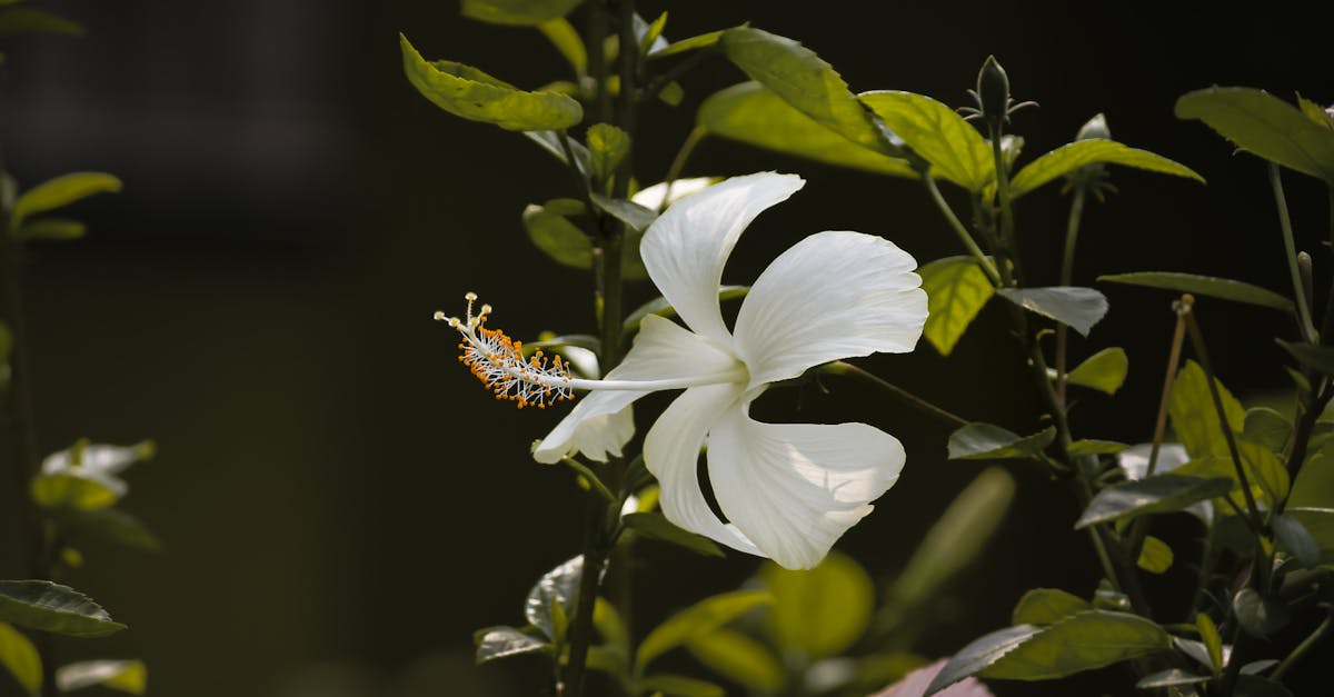 découvrez les bienfaits du jardinage naturel et apprenez à cultiver des plantes sans produits chimiques. transformez votre jardin en un écosystème durable et épanouissant grâce à des conseils pratiques et des techniques respectueuses de l'environnement.