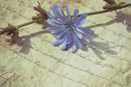 découvrez les bienfaits et les recettes autour de la chicorée, une plante aux multiples vertus, utilisée aussi bien en cuisine qu'en infusion. apprenez à intégrer cet ingrédient savoureux et nutritif dans votre alimentation quotidienne.