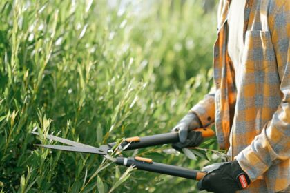 découvrez l'art de la taille des plantes dans notre guide complet sur le pruning. apprenez des techniques efficaces pour favoriser la croissance, améliorer la santé de vos végétaux et embellir votre jardin. idéal pour les jardiniers débutants et expérimentés !