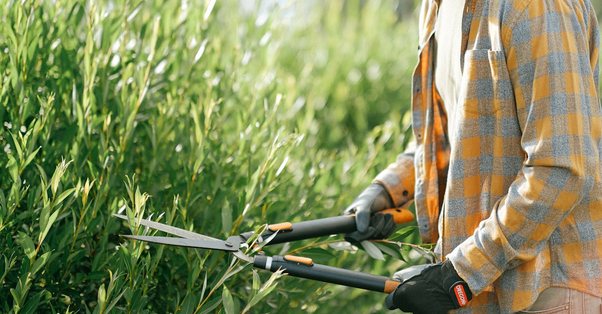 découvrez l'art de la taille des plantes dans notre guide complet sur le pruning. apprenez des techniques efficaces pour favoriser la croissance, améliorer la santé de vos végétaux et embellir votre jardin. idéal pour les jardiniers débutants et expérimentés !