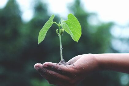 découvrez l'art du jardinage avec nos conseils pratiques, astuces de professionnels et inspirations pour créer un espace vert luxuriant. que vous soyez débutant ou jardinier expérimenté, boostez votre passion pour le jardinage et transformez votre jardin en un véritable havre de paix.