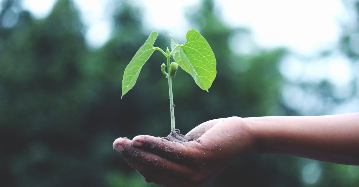 découvrez l'art du jardinage avec nos conseils pratiques, astuces de professionnels et inspirations pour créer un espace vert luxuriant. que vous soyez débutant ou jardinier expérimenté, boostez votre passion pour le jardinage et transformez votre jardin en un véritable havre de paix.