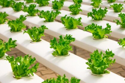 découvrez l'art du jardinage avec notre guide complet sur le potager ! apprenez à cultiver vos légumes préférés, à choisir les meilleures plantations selon votre climat, et à entretenir votre jardin pour une récolte abondante et savoureuse.