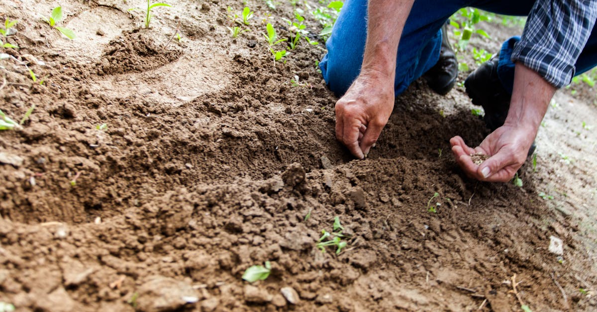découvrez l'univers du jardinage avec nos conseils pratiques, astuces et inspirations pour créer un jardin épanouissant. que vous soyez débutant ou expert, plongez dans l'art de cultiver vos plantes et à transformer votre espace extérieur en un véritable havre de paix.