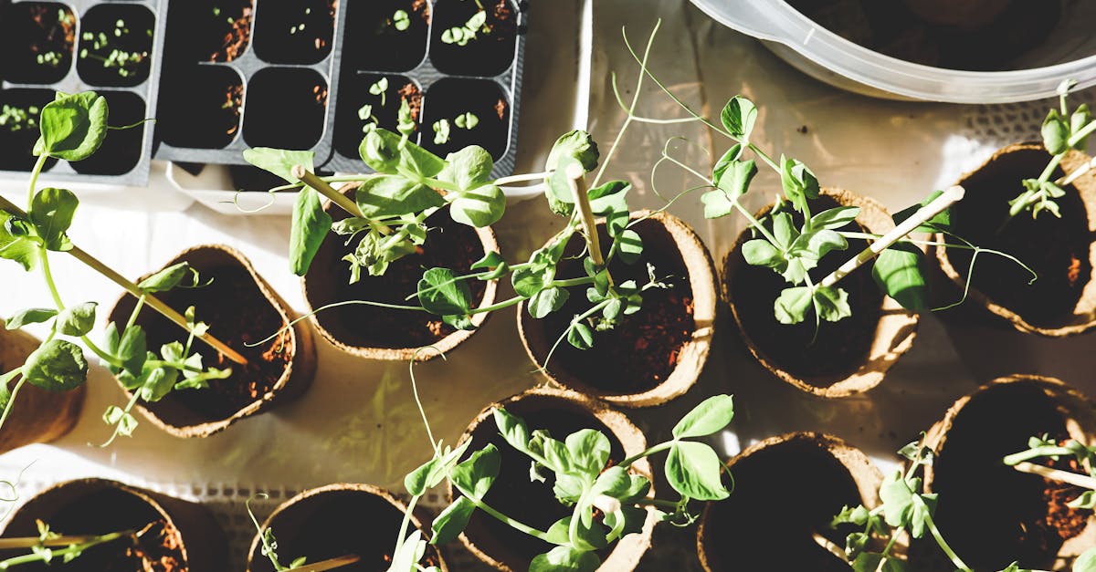 découvrez l'art du jardinage avec nos conseils pratiques, astuces et inspirations pour cultiver votre jardin. apprenez à choisir les bonnes plantes, à entretenir votre espace vert et à créer un environnement florissant. que vous soyez débutant ou jardinier expérimenté, transformez votre passion en réalité.