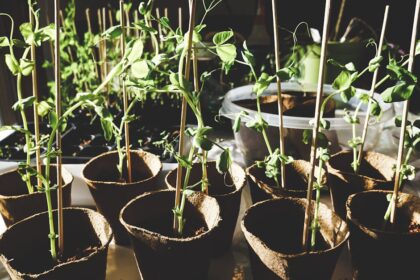 découvrez l'art du jardinage avec nos conseils pratiques, astuces et techniques pour créer un jardin luxuriant et épanouissant. que vous soyez novice ou expert, trouvez l'inspiration pour cultiver vos plantes et embellir votre extérieur.