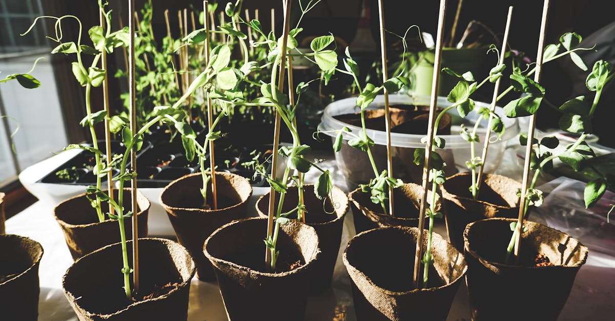 découvrez l'art du jardinage avec nos conseils pratiques, astuces et techniques pour créer un jardin luxuriant et épanouissant. que vous soyez novice ou expert, trouvez l'inspiration pour cultiver vos plantes et embellir votre extérieur.