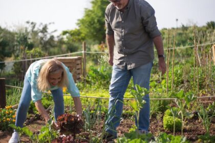 découvrez l'univers passionnant des jardiniers amateurs ! explorez des conseils pratiques, des astuces de culture et des inspirations pour faire de votre jardin un véritable havre de paix. que vous soyez débutant ou passionné, trouvez toutes les ressources nécessaires pour réussir vos projets horticoles.