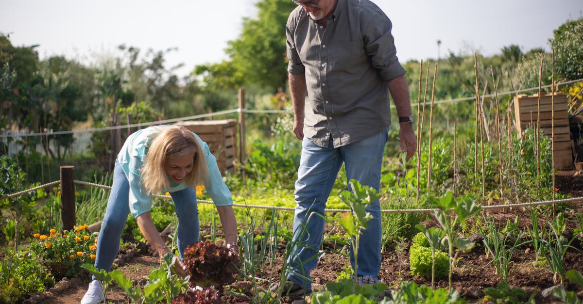 découvrez l'univers passionnant des jardiniers amateurs ! explorez des conseils pratiques, des astuces de culture et des inspirations pour faire de votre jardin un véritable havre de paix. que vous soyez débutant ou passionné, trouvez toutes les ressources nécessaires pour réussir vos projets horticoles.