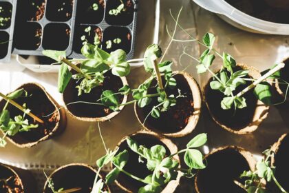 découvrez l'univers du jardinage : conseils, astuces et techniques pour cultiver votre jardin et profiter de la nature. que vous soyez débutant ou expert, apprenez à entretenir vos plantes et à créer un espace vert épanouissant.