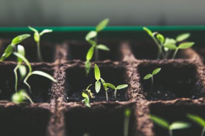 découvrez l'art du jardinage avec nos conseils pratiques, astuces et idées inspirantes pour créer un jardin florissant, que vous soyez débutant ou jardinier expérimenté. plantes, entretien, aménagement : donnez vie à vos espaces verts !