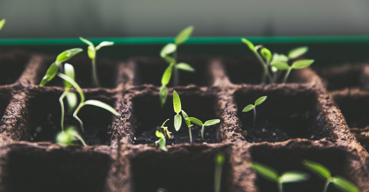 découvrez l'art du jardinage avec nos conseils pratiques, astuces et idées inspirantes pour créer un jardin florissant, que vous soyez débutant ou jardinier expérimenté. plantes, entretien, aménagement : donnez vie à vos espaces verts !
