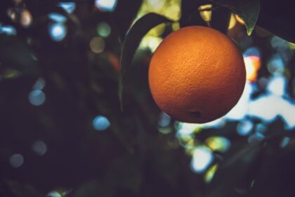 découvrez l'art de la taille des arbres fruitiers pour maximiser leur santé et leur production. apprenez les techniques essentielles pour entretenir vos vergers et favoriser une récolte abondante.