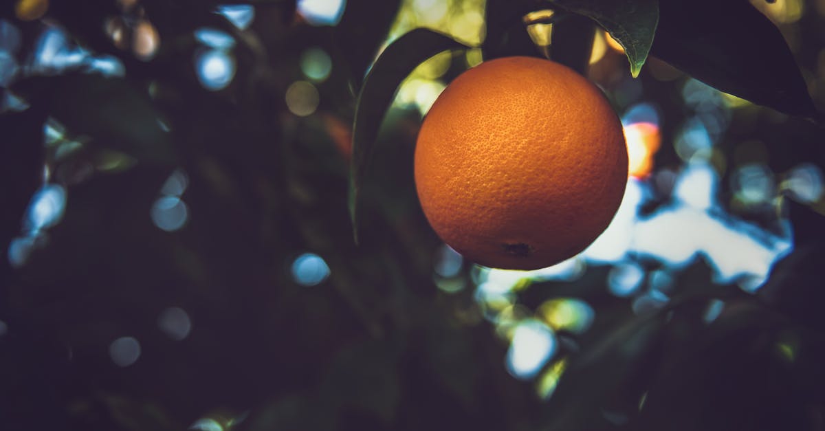 découvrez l'art de la taille des arbres fruitiers pour maximiser leur santé et leur production. apprenez les techniques essentielles pour entretenir vos vergers et favoriser une récolte abondante.