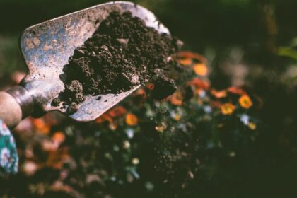 découvrez l'univers du jardinage avec nos conseils pratiques, astuces et techniques pour cultiver votre jardin, que vous soyez novice ou expert. transformez votre espace extérieur en un véritable paradis végétal.