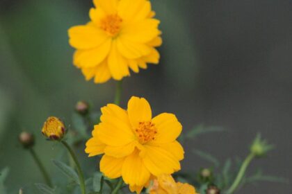 découvrez comment le délai dans le jardinage peut affecter la croissance de vos plantes et apprenez des astuces pour optimiser votre timing et garantir un espace extérieur florissant.