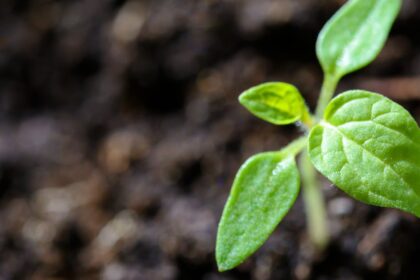 découvrez comment créer et entretenir un potager luxuriant grâce à nos conseils pratiques et astuces de jardinage. apprenez à cultiver vos légumes préférés et profitez de récoltes abondantes tout au long de l'année.
