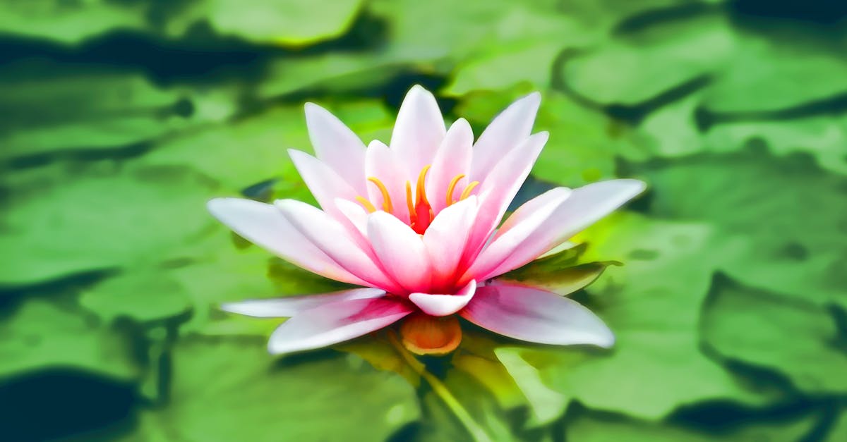 découvrez les bienfaits d'un étang (pond) dans votre jardin : un écosystème riche, un espace de détente et une source d'inspiration pour la biodiversité. apprenez comment créer et entretenir votre propre étang pour profiter d'un coin de nature apaisant.