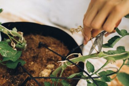 découvrez l'art de la taille (pruning) pour optimiser la santé et la croissance de vos plantes. apprenez les techniques essentielles, les outils nécessaires et les meilleures périodes pour tailler vos arbres et arbustes afin d'encourager une floraison abondante et un feuillage luxuriant.