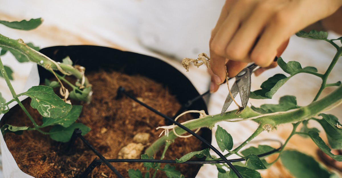découvrez l'art de la taille (pruning) pour optimiser la santé et la croissance de vos plantes. apprenez les techniques essentielles, les outils nécessaires et les meilleures périodes pour tailler vos arbres et arbustes afin d'encourager une floraison abondante et un feuillage luxuriant.