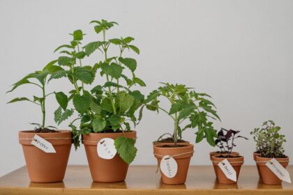 découvrez l'art du jardinage d'intérieur avec nos conseils pratiques et astuces pour cultiver des plantes chez vous. transformez votre espace en un oasis verdoyant tout en améliorant votre bien-être.