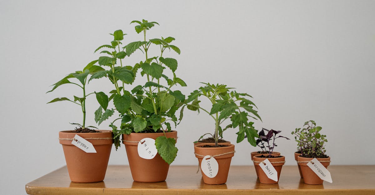 découvrez l'art du jardinage d'intérieur avec nos conseils pratiques et astuces pour cultiver des plantes chez vous. transformez votre espace en un oasis verdoyant tout en améliorant votre bien-être.