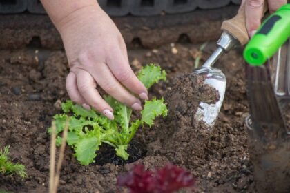 découvrez nos conseils et astuces pour le jardinage de printemps. apprenez à préparer votre jardin, choisir les bonnes plantes, et maximiser votre récolte grâce aux techniques adaptées à cette saison. transformez votre espace extérieur en un havre de verdure !