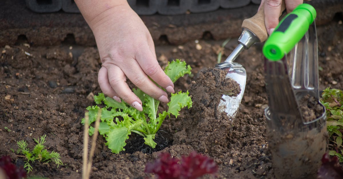 découvrez nos conseils et astuces pour le jardinage de printemps. apprenez à préparer votre jardin, choisir les bonnes plantes, et maximiser votre récolte grâce aux techniques adaptées à cette saison. transformez votre espace extérieur en un havre de verdure !