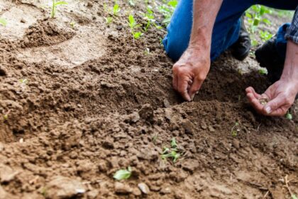 découvrez l'art du jardinage avec nos conseils pratiques, astuces et techniques pour cultiver vos plantes et fleurs. que vous soyez débutant ou jardinier expert, trouvez l'inspiration pour créer un espace extérieur luxuriant et harmonieux.