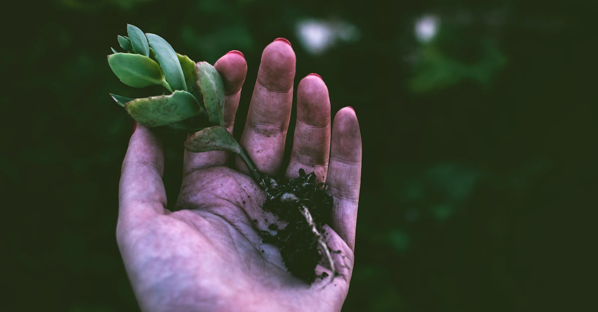 découvrez l'art du jardinage et apprenez à cultiver des plantes et des fleurs avec nos conseils pratiques, astuces et techniques pour créer un espace vert épanouissant. que vous soyez novice ou jardinier expérimenté, trouvez l'inspiration et des solutions adaptées à votre jardin.