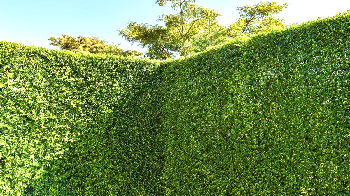 7 jardiniers sur 10 ignorent que cette haie bien connue est interdite dans 28 départements selon l’ANSES