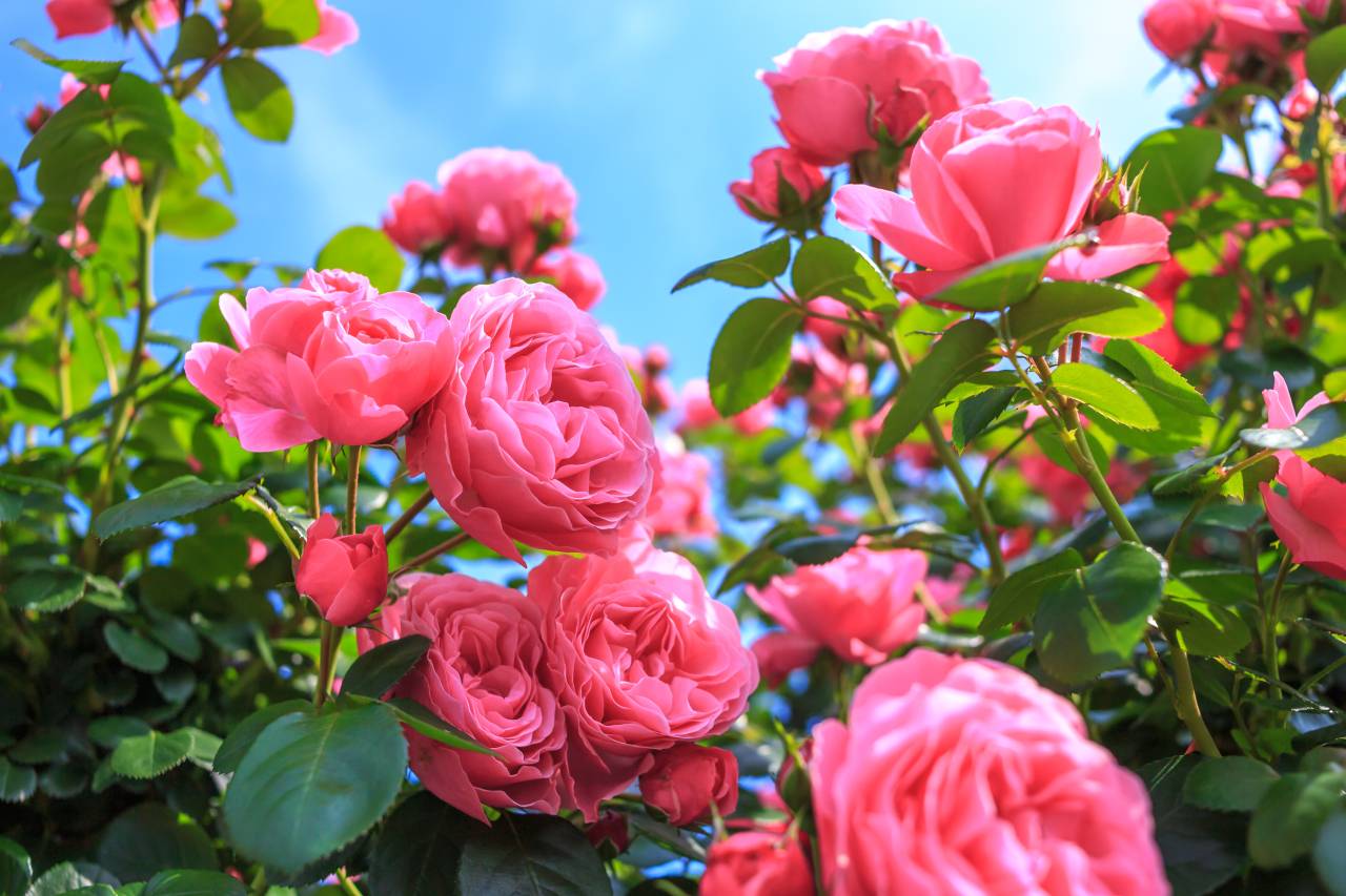 Le geste essentiel pour aider les rosiers à supporter la chaleur sans perdre leurs feuilles.